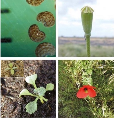 Long-headed poppy at four growth stages
